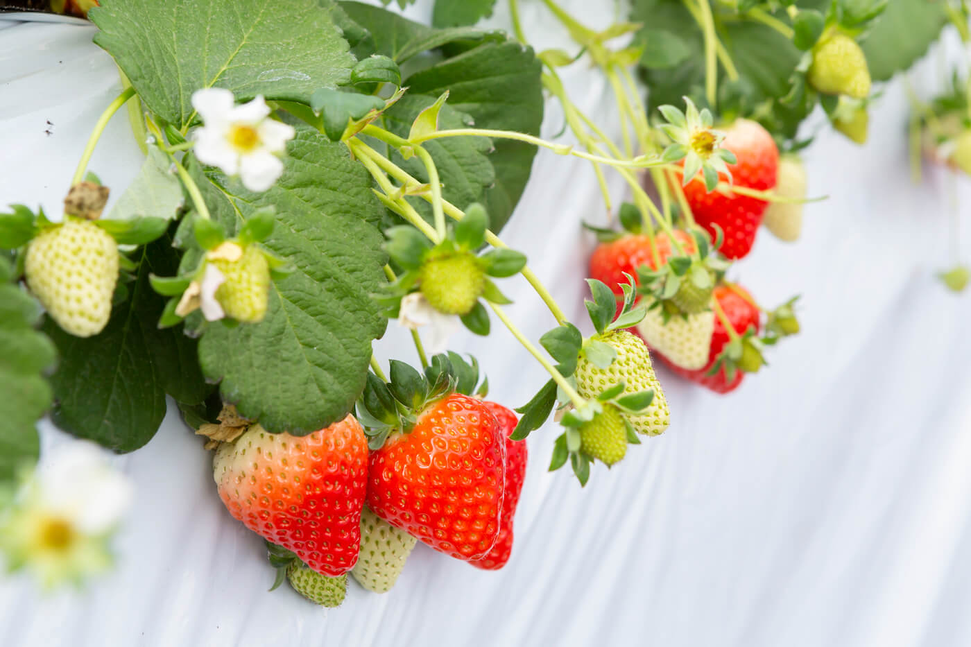 Fukuoka Strawberry Picking Guide, 福岡いちご狩りガイド