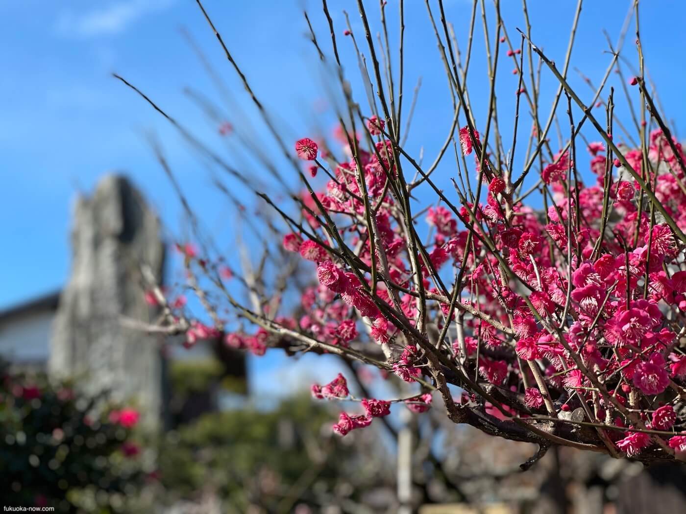 Fukuoka Plum Blossom Guide, 福岡梅の花ガイド