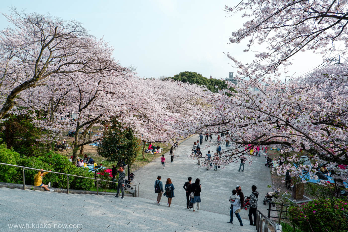 Nishi Park Sakura Festival | Fukuoka Now