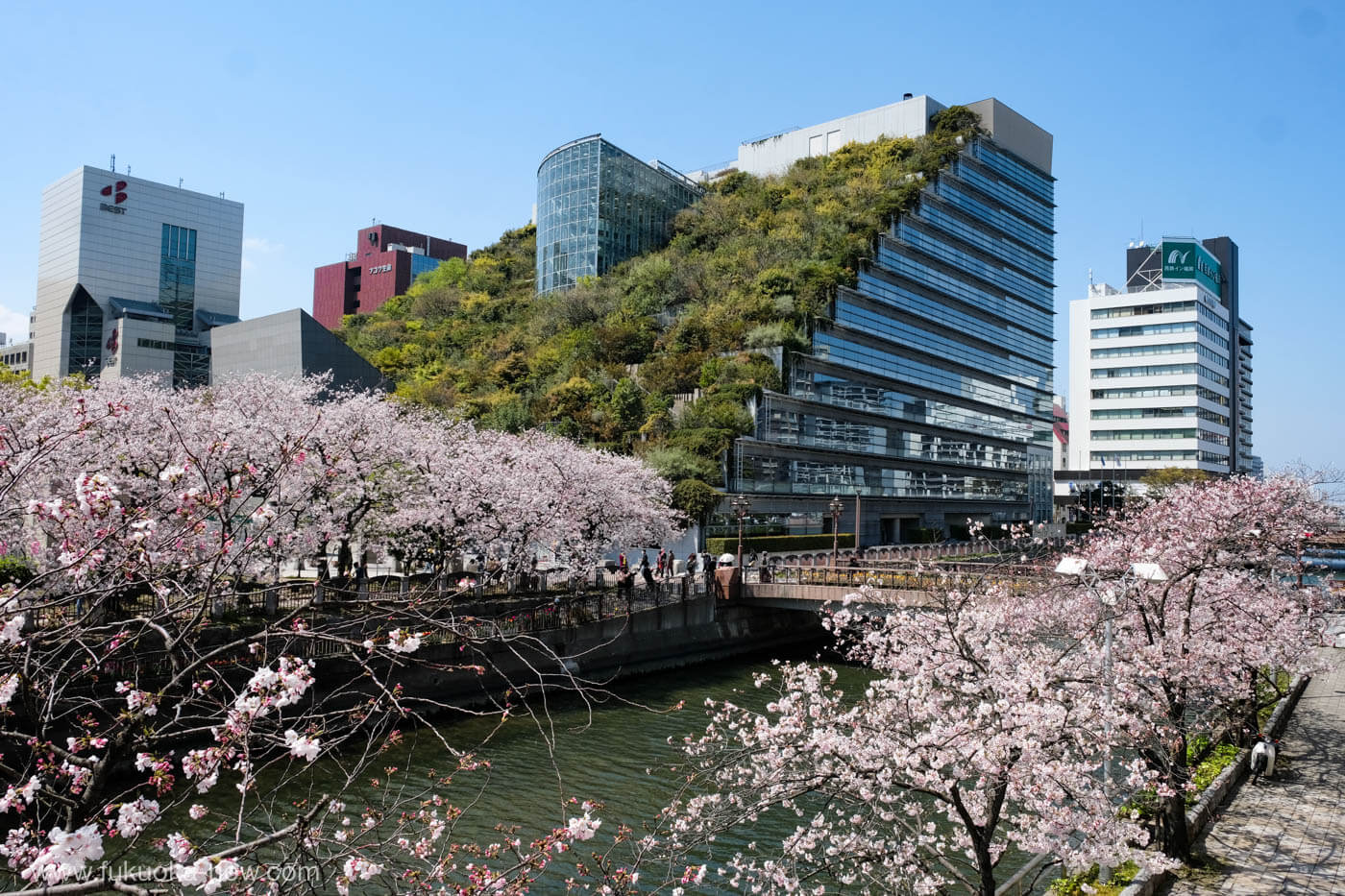 Fukuoka Cherry Blossom / Sakura Guide 2023 / 福岡さくら・お花見ガイド2023