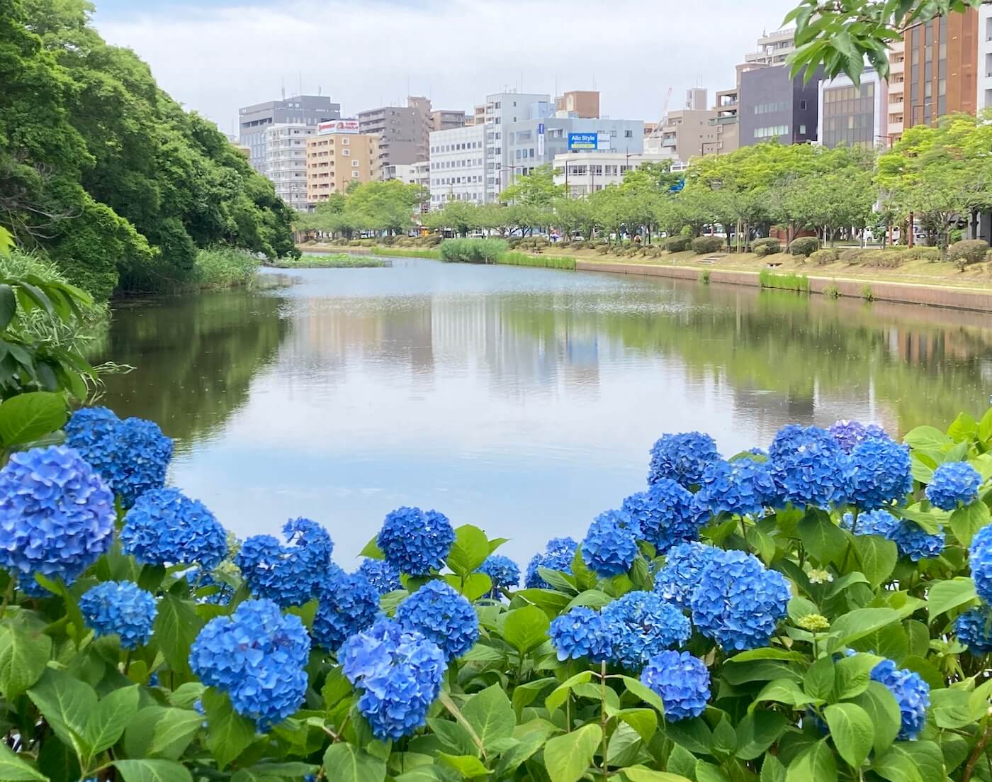 Fukuoka Hydrangea Viewing Guide 2023 / 紫陽花ガイド 2023