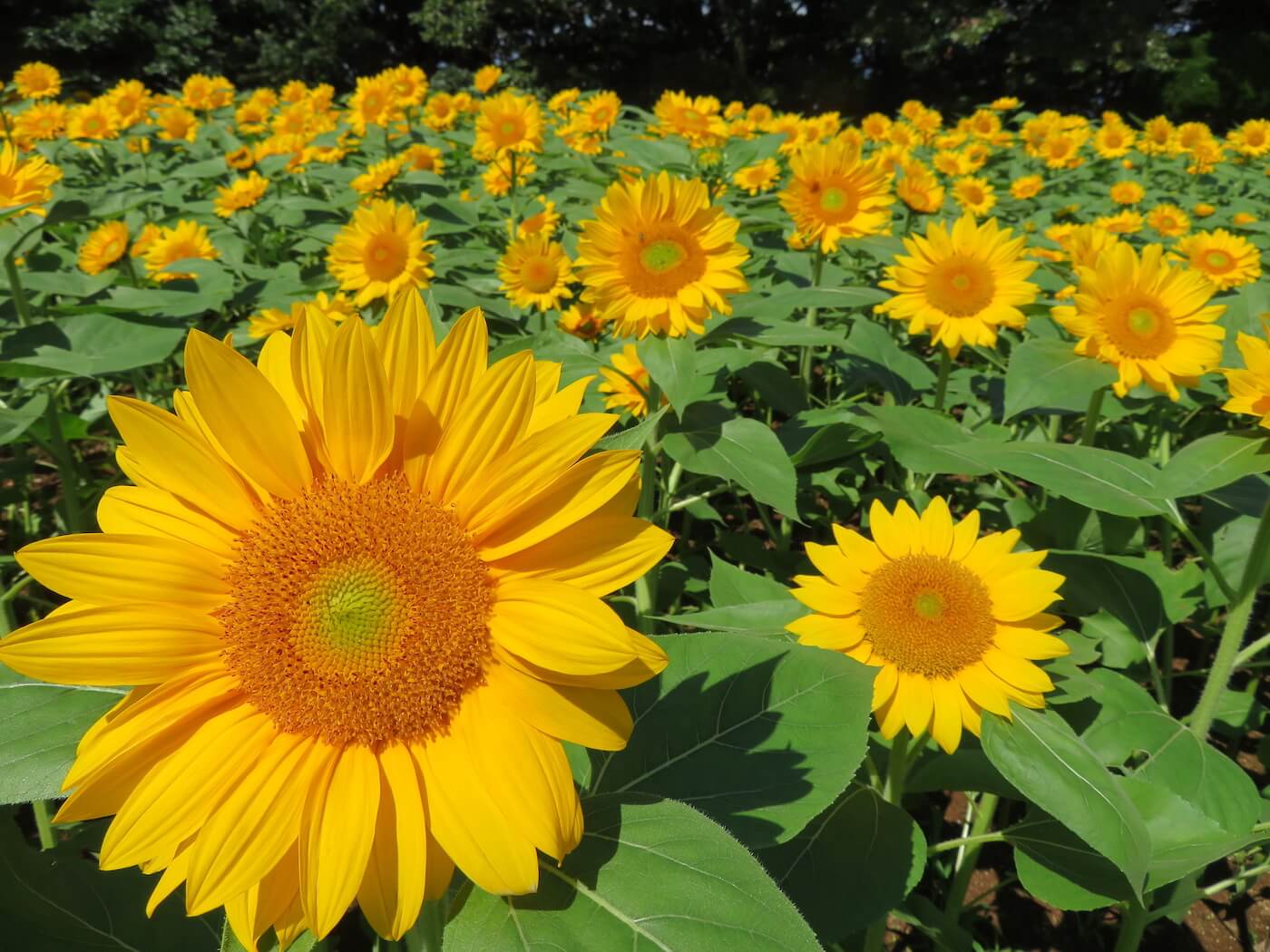 Fukuoka Sunflower Guide 2023 / 福岡ひまわりガイド2023