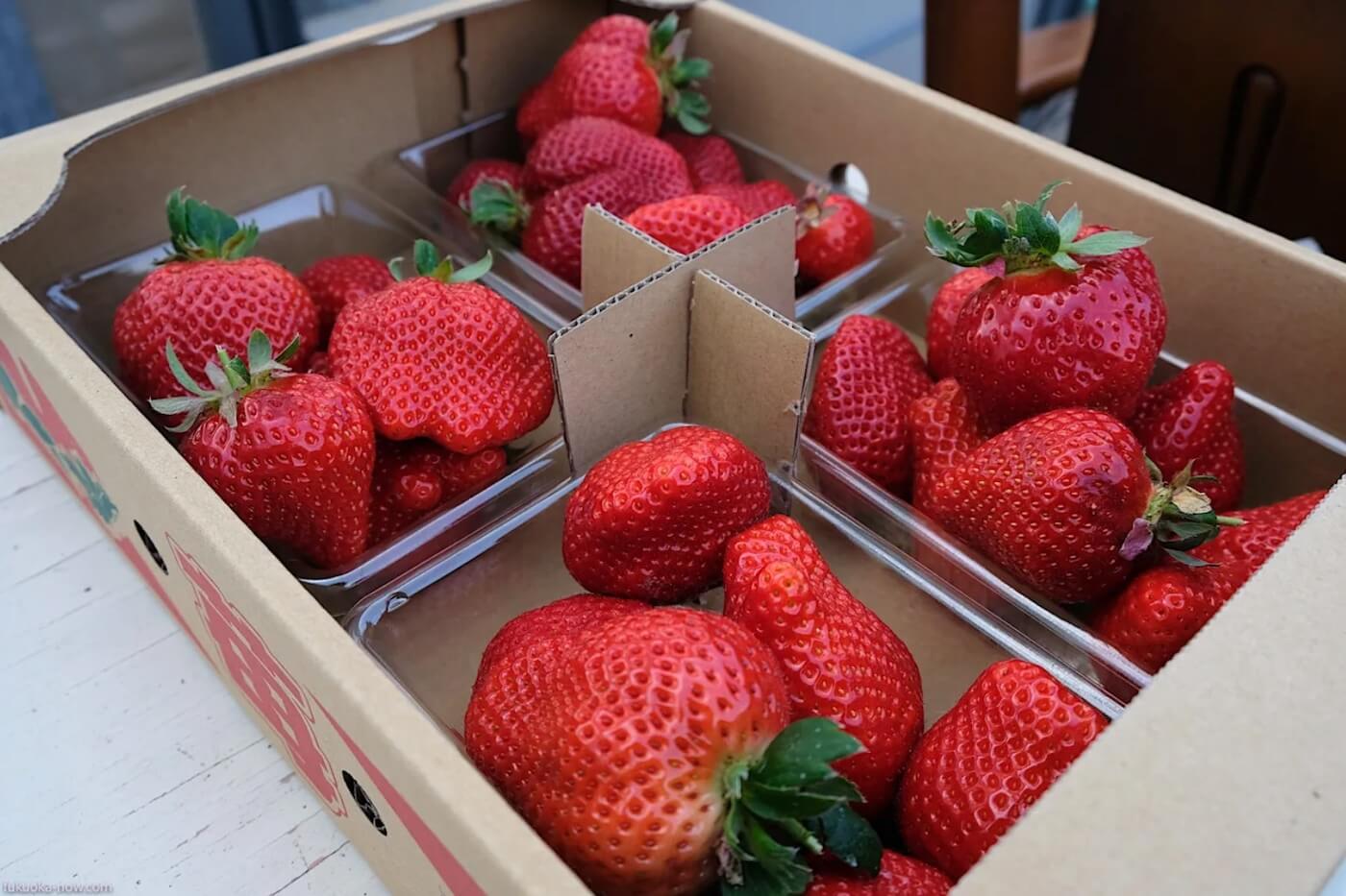 Amaou Strawberry Seedlings Possibly Sold Outside Fukuoka