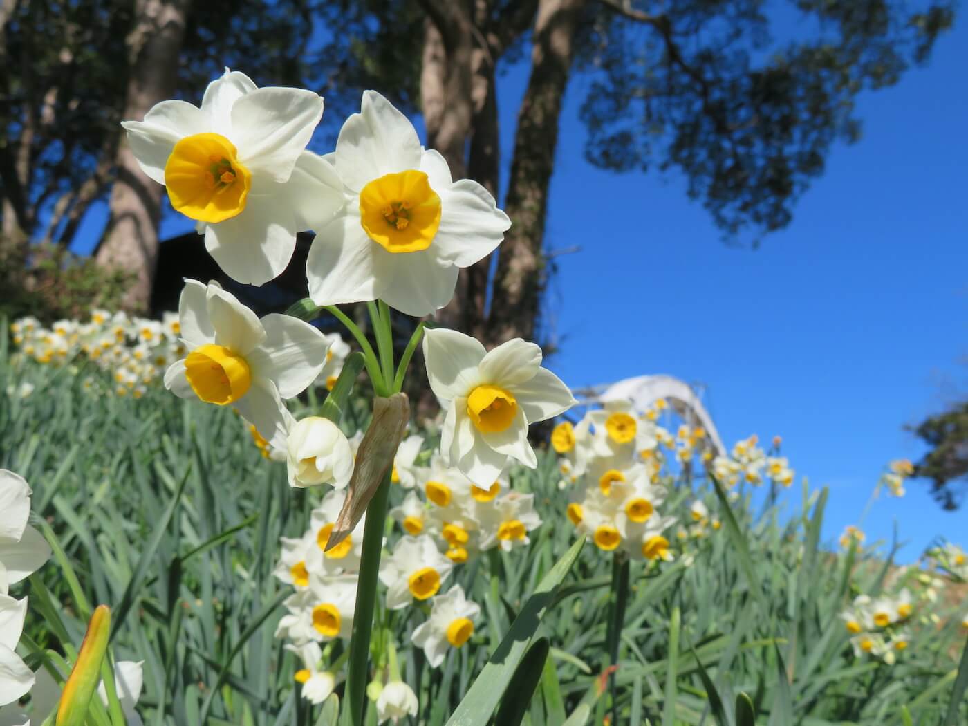 ​​Japanese Daffodils at Nokonoshima Island Park, のこのしまアイランドパークの日本水仙