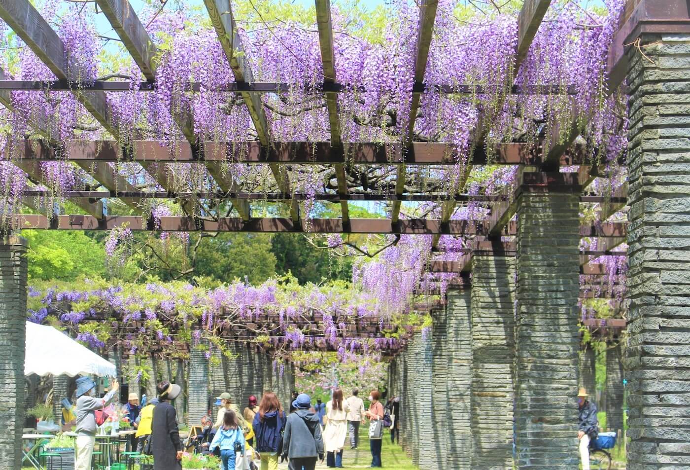Maizuru Park Wisteria Festival | Fukuoka Now