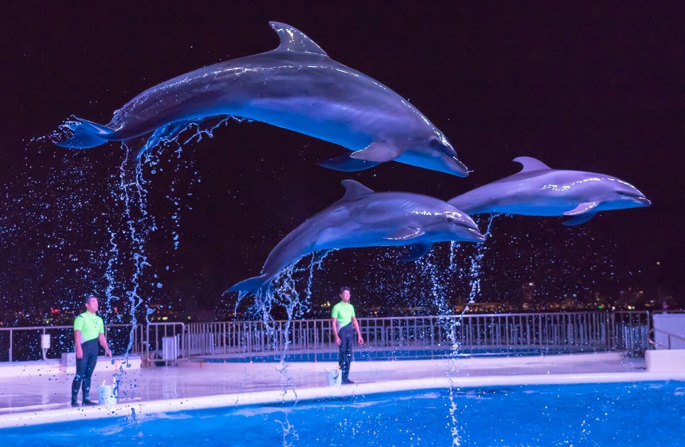 マリンワールド海の中道 夜のすいぞくかん | Fukuoka Now