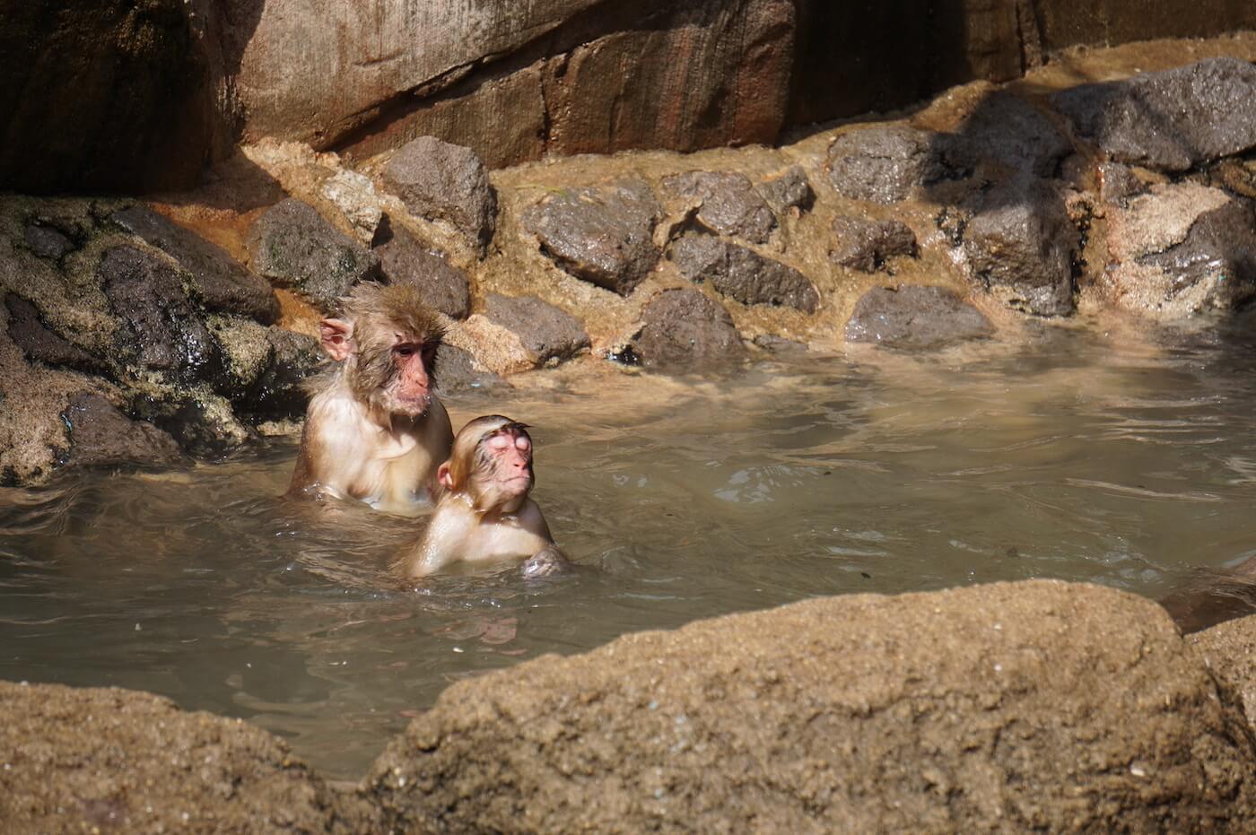 Open-air Bath at Monkey Mountain – Fukuoka Zoo, サル山に露天風呂が登場