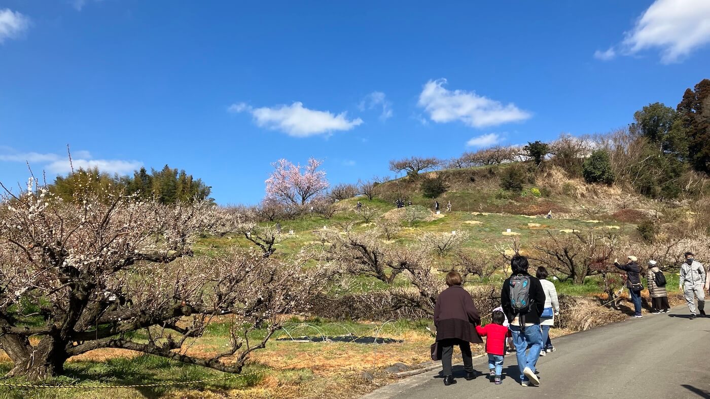 Yume Tachibana Plum Blossom Viewing, 夢たちばな観梅会