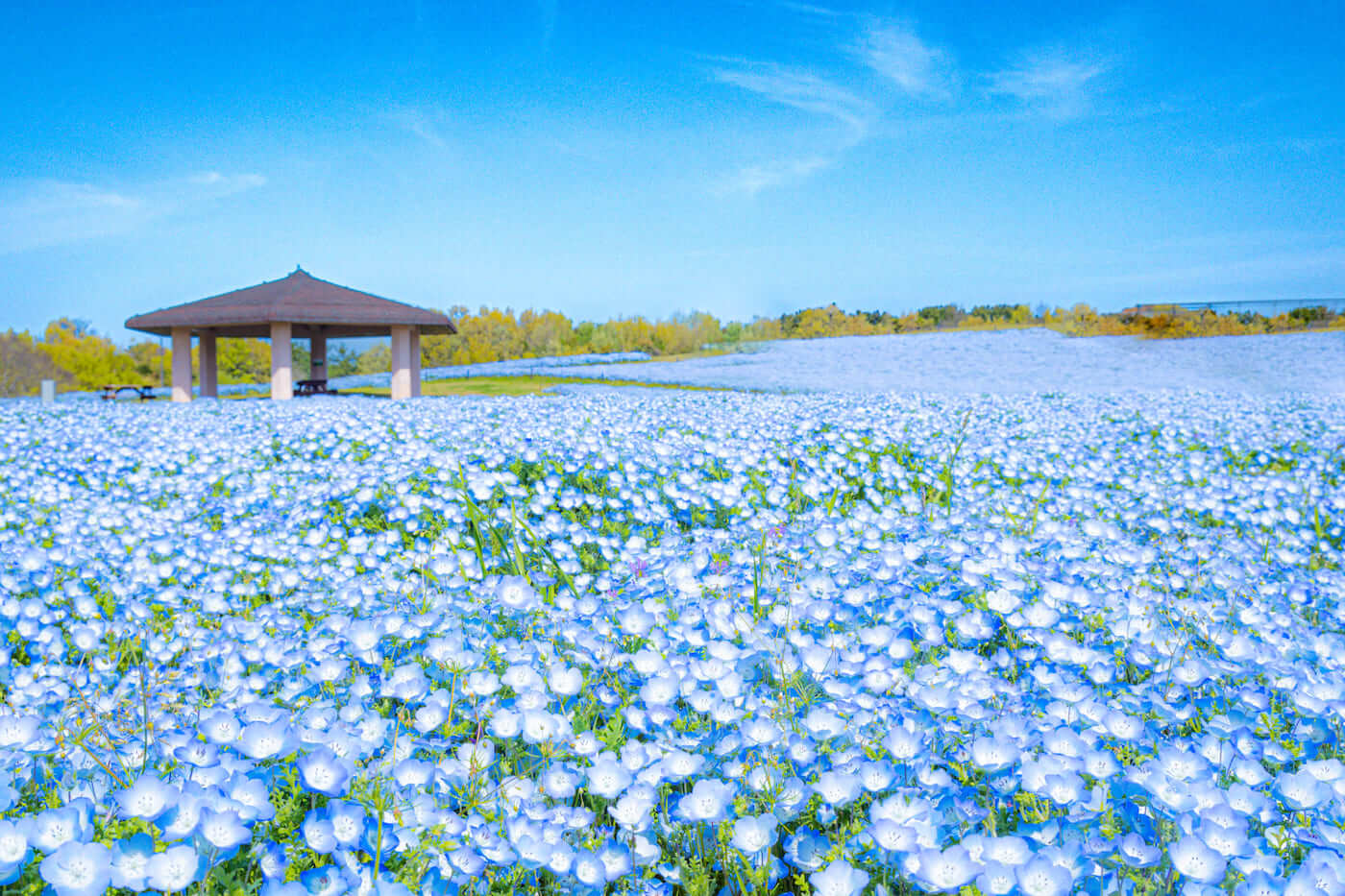 Uminonakamichi Flower Picnic 2024, 海の中道フラワーピクニック 2024