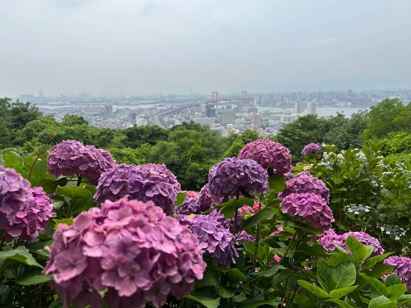 若松あじさい祭り | Fukuoka Now
