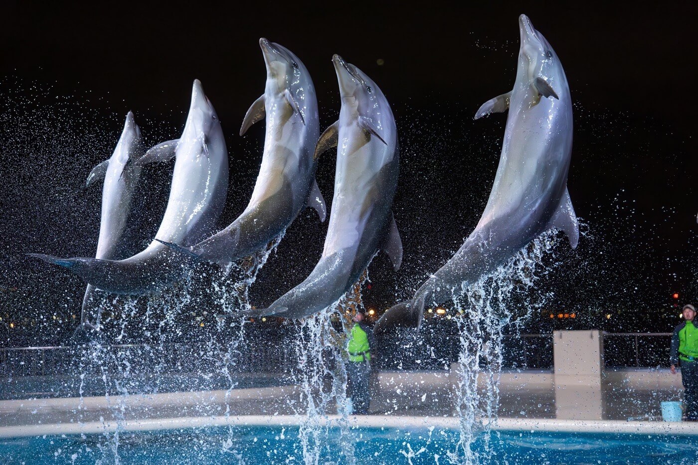 マリンワールド海の中道 夜のすいぞくかん | Fukuoka Now