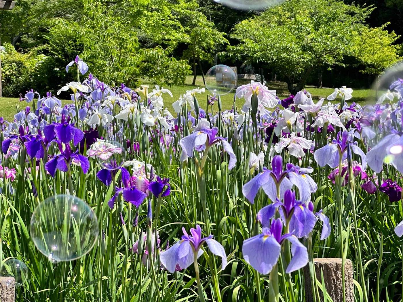 Miyajidake Jinja Shrine Iris Festival, 宮地嶽神社 菖蒲まつり