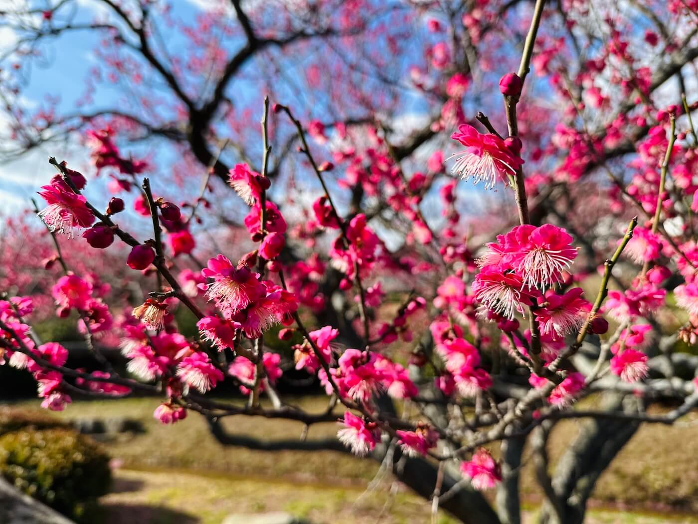 Fukuoka Plum Blossom Guide, 福岡梅の花ガイド