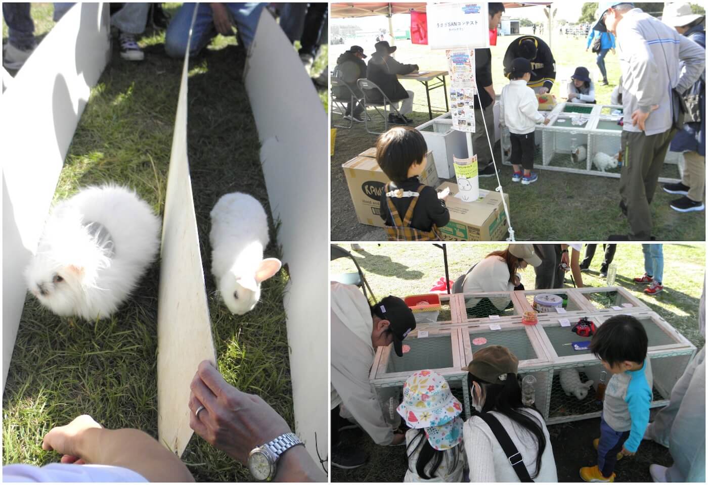 Rabbit Contest Making Rabbit 39th “Usagi-san” Rabbit Contest | Fukuoka Now