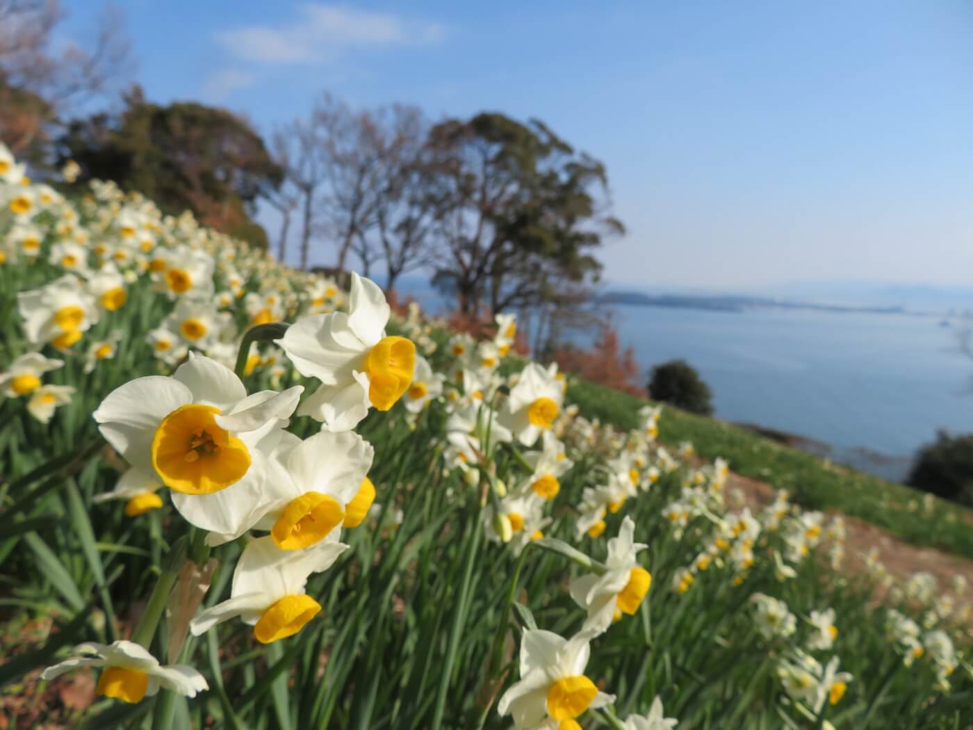 Japanese Narcissus in Nokonoshima Island Park, のこのしまアイランドパークの日本水仙