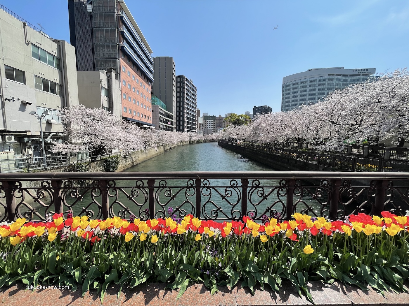 Spring in Fukuoka: A Season of Flowers | Fukuoka Now
