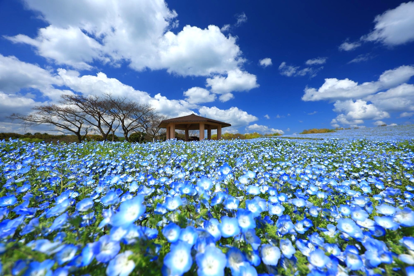 Uminonakamichi Flower Picnic 2026 | Fukuoka Now