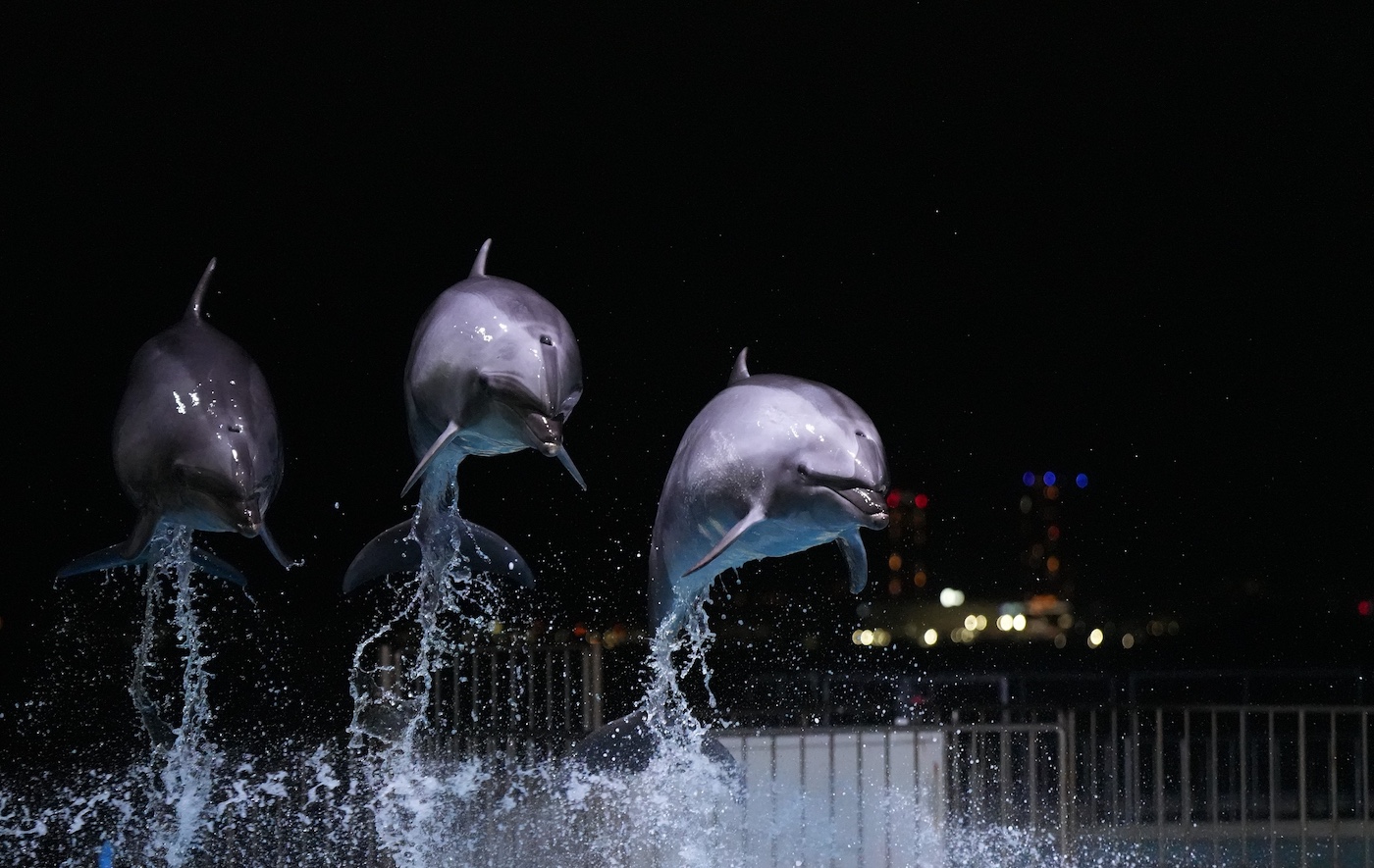 マリンワールド海の中道 夜のすいぞくかん | Fukuoka Now