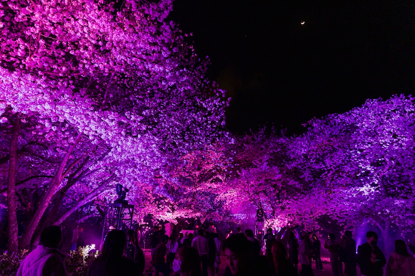 Sakuraページ 3/4 福岡羽田往復 福岡城さくらまつり 2026年3月25日(水) 〜 2026年4月8日(水) | 福岡