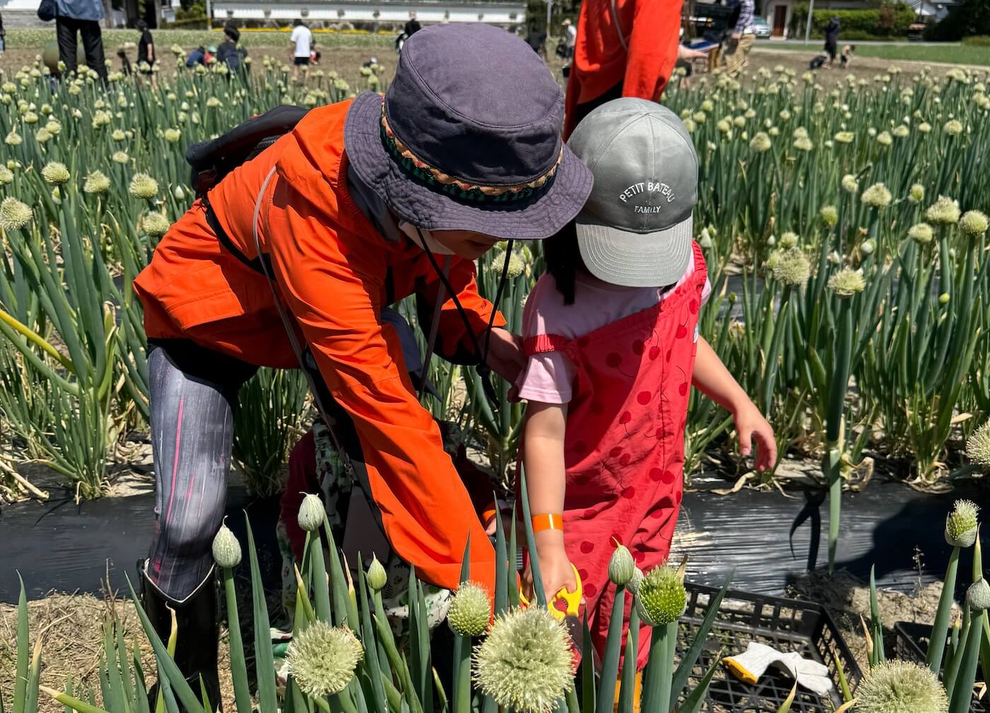 Celebration of Itoshima Green Onions | Fukuoka Now