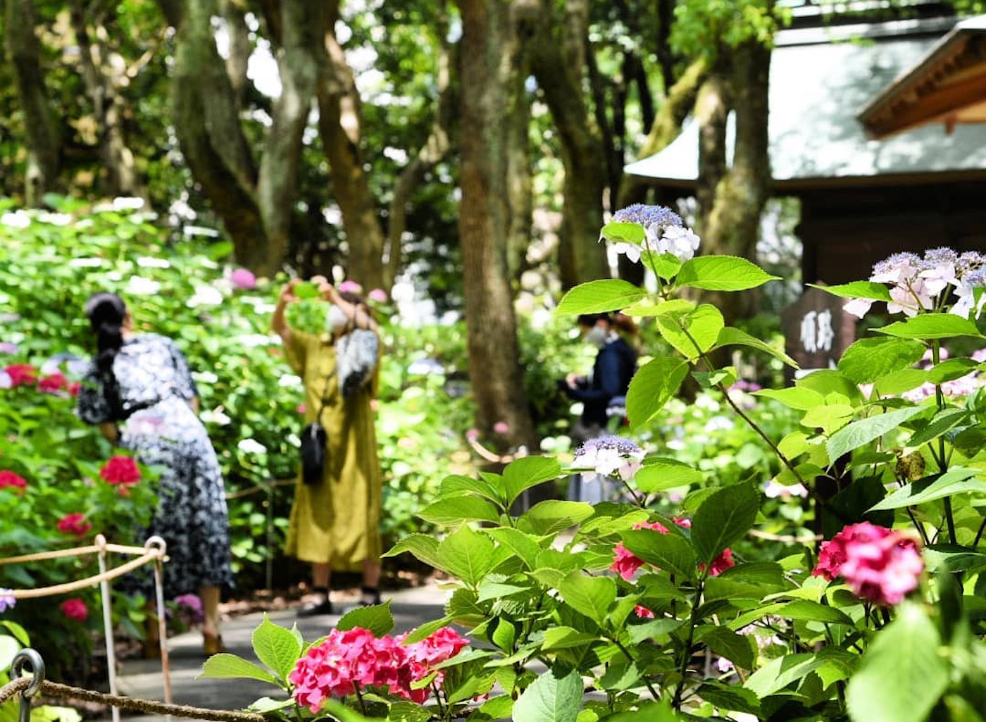 fn_hakozaki-shrine-hydrangea-