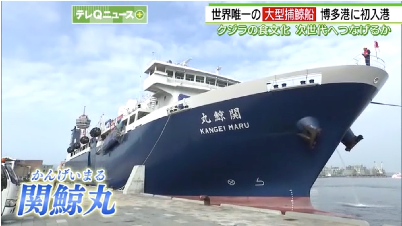 Whaling Mother Ship Makes Hakata Port Debut